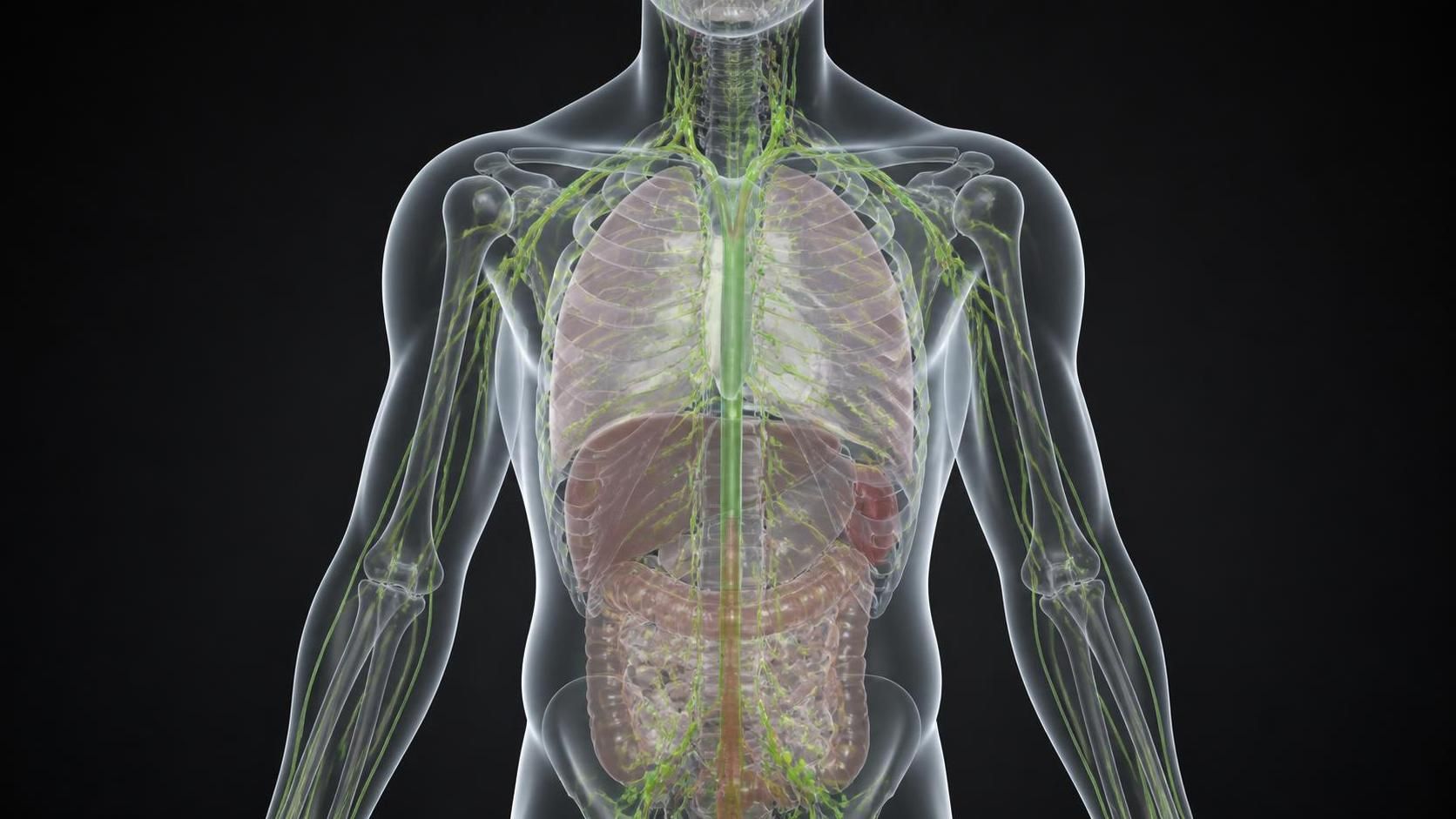 découvrez l'importance des points lymphatiques dans le maintien de la santé corporelle et comment ils influencent le bien-être général.